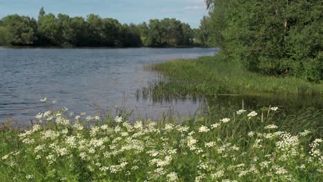 riverbank with flowers and trees