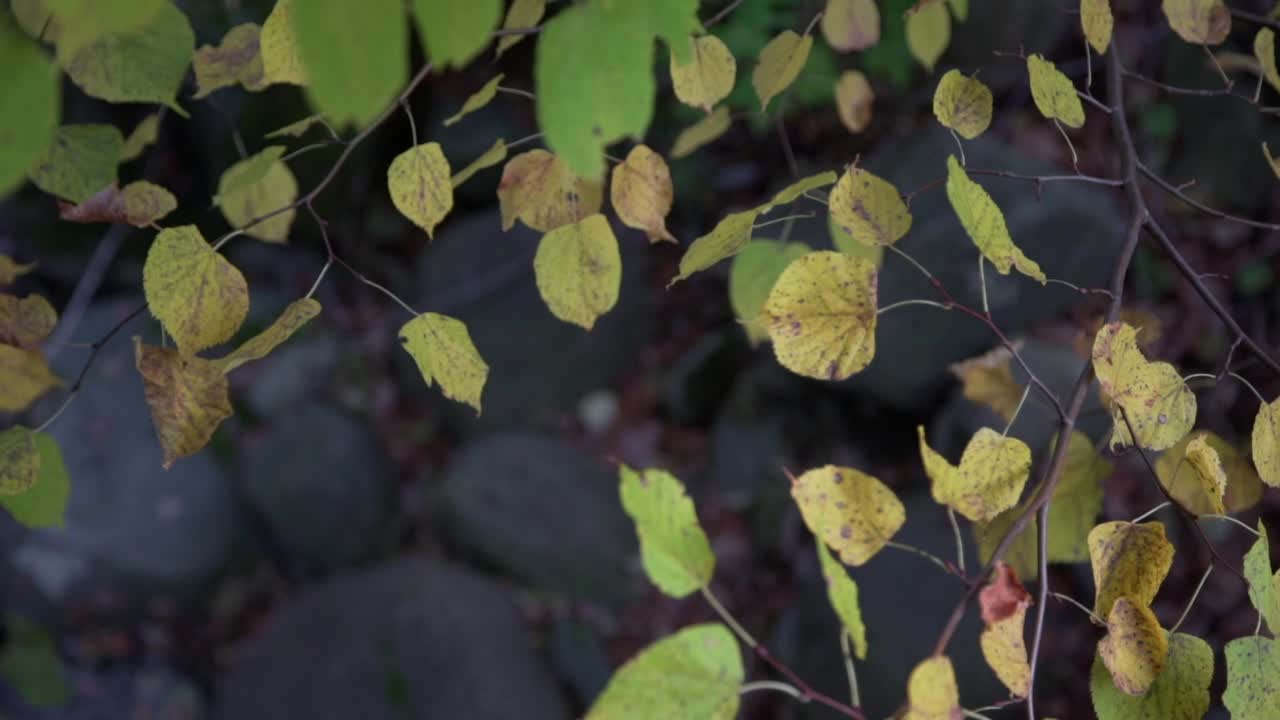 캐나다의 휘트비에 있는 쿨렌 가든스 센트럴 파크의 가을