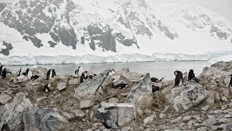 Dron-En-Movimiento-Disparó-Alrededor-De-La-Colonia-De-Pingüinos-En-La-Antártida,-Hermosa-Antena