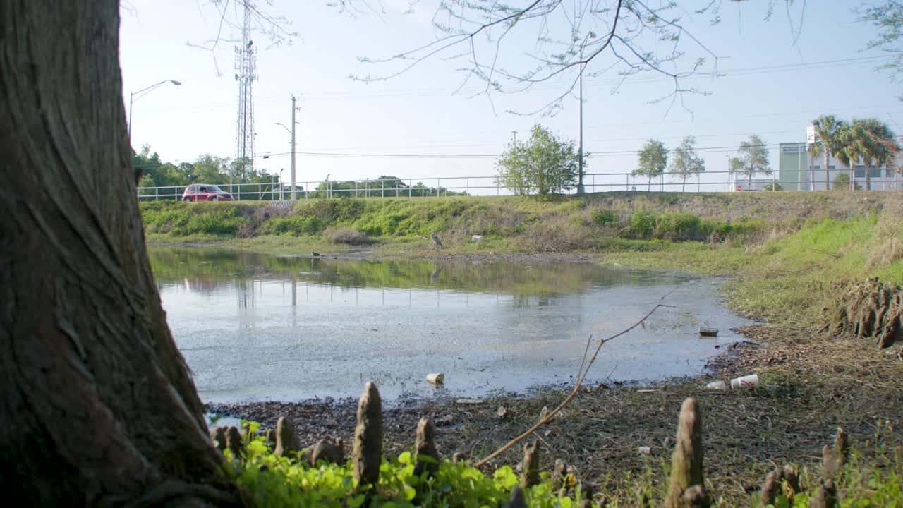 View of small algae ridden pond along road
