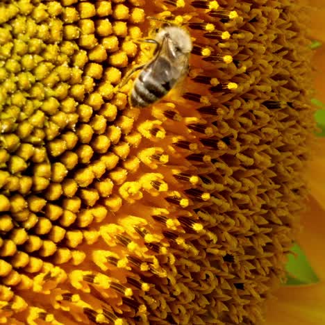 bee collects pollen in the sunflower