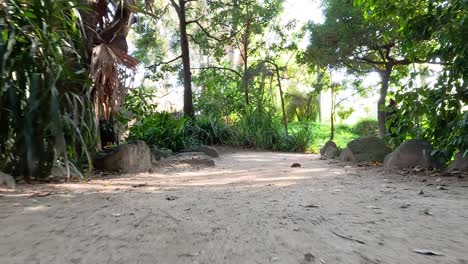 un camino de jardín sereno rodeado de exuberante vegetación