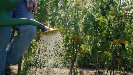 gardener walking along the field and watering plants