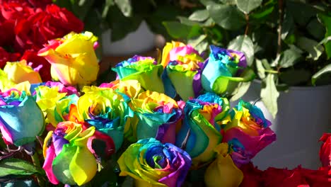 rainbow roses