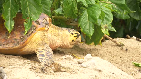 female hawksbill turtle dragging herself across the sand in a effort to find the perfect nesting site on a beach close-up