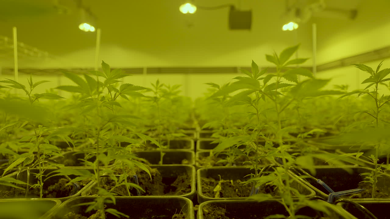 dolly entre pequeñas plantas de malezas que crecen en el vivero de plantas