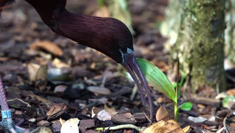 Extreme-close-up-shot-capturing-a-glossy-ibis,-plegadis-falcinellus-foraging-on-the-forest-ground,-eating-with-its-long-bill,-Australian-native-wildlife-bird-species