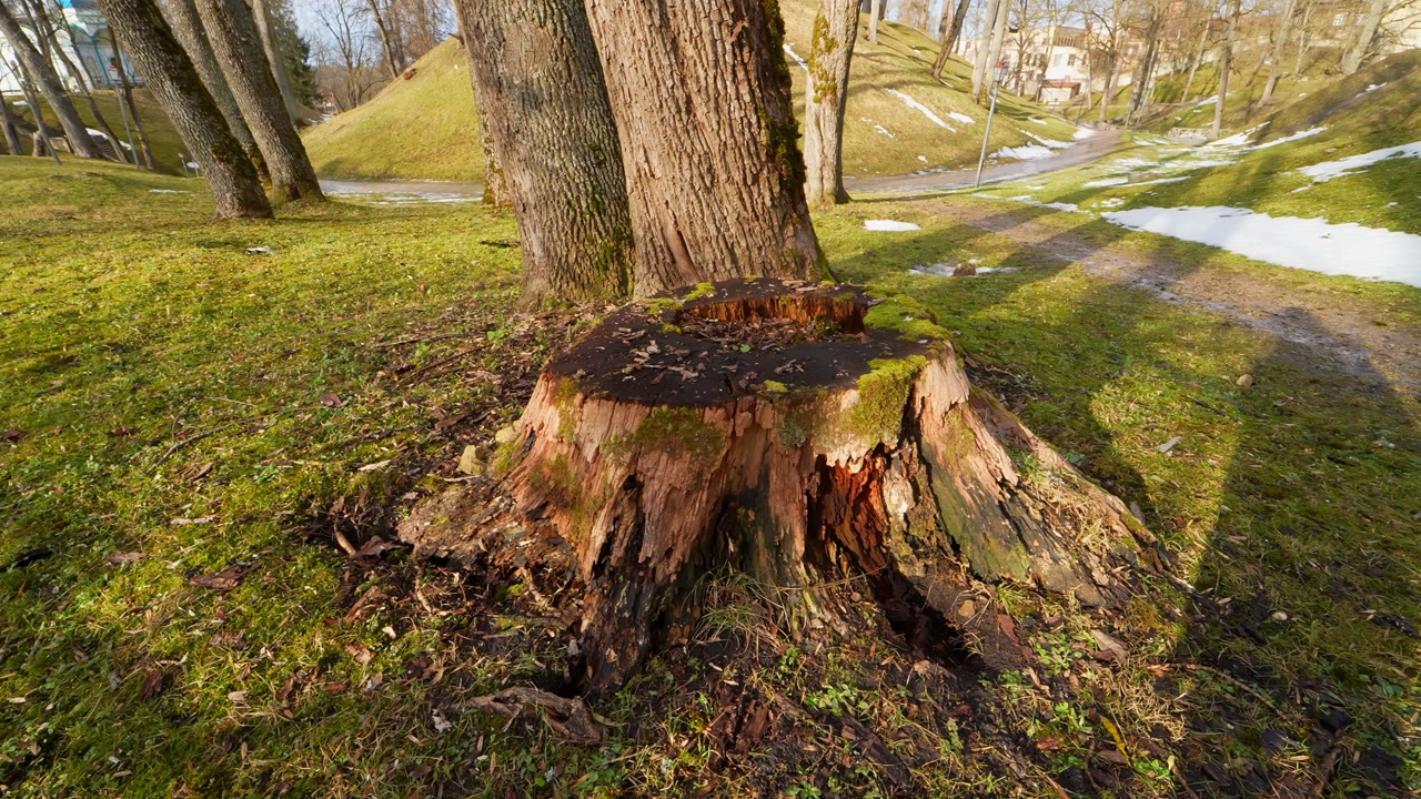 Decaying tree stump in Cesis castle park with spring grass, long shadows, and melting snow, showing natural decay, park maintenance, and seasonal landscape change.