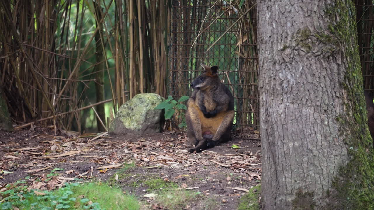 Lonely kangaroo sitting near zoo fence, side view