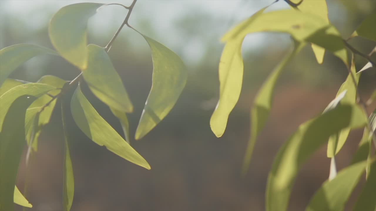 un primer plano cinematográfico de hojas verdes vibrantes que cuelgan de un árbol revoloteando en la brisa ligera e iluminadas por los rayos del sol de la mañana