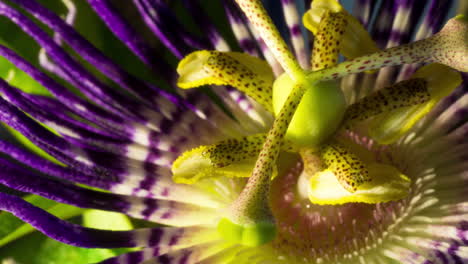 flor de la pasión floreciendo