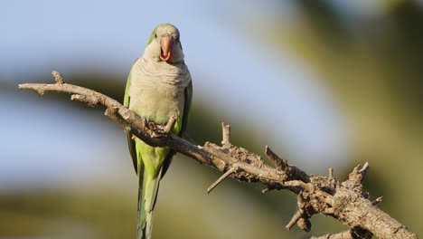 a front facing fierce monk parakeet, myiopsitta monachus, perched on spiky tree branch, tweeting, wondering and slowly walking down the stick on a sunny day