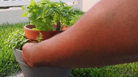 Pruning-fresh-oregano-out-of-the-pot