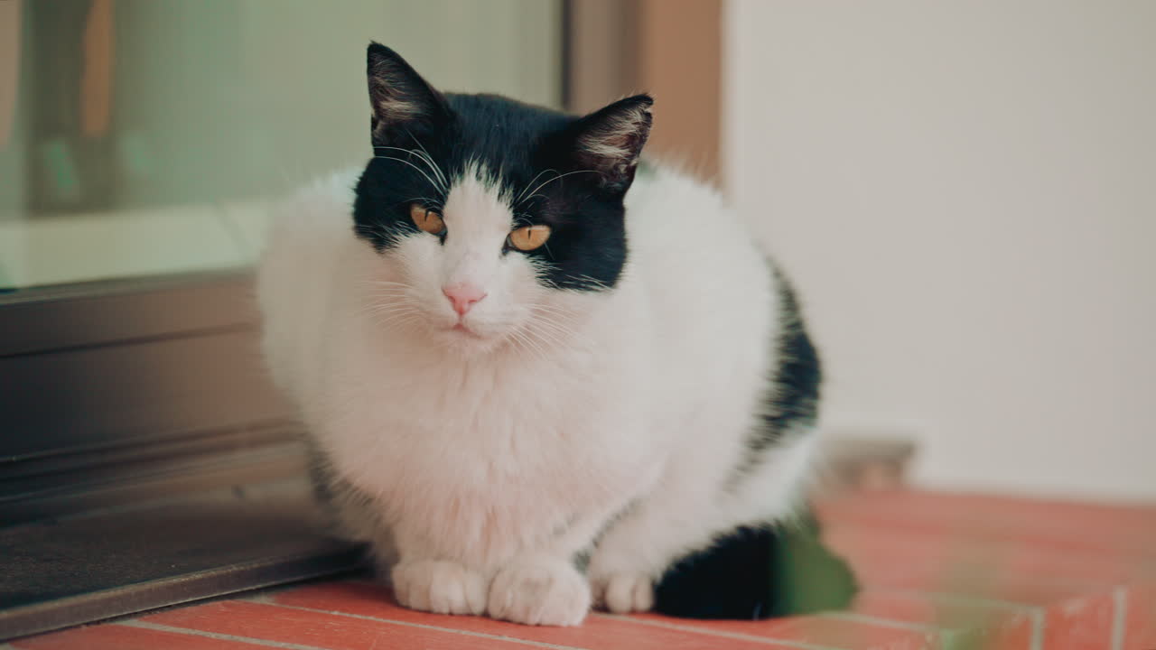 A cat sitting calmly on a small brick platform, leaning against a glass door, looking relaxed and observant