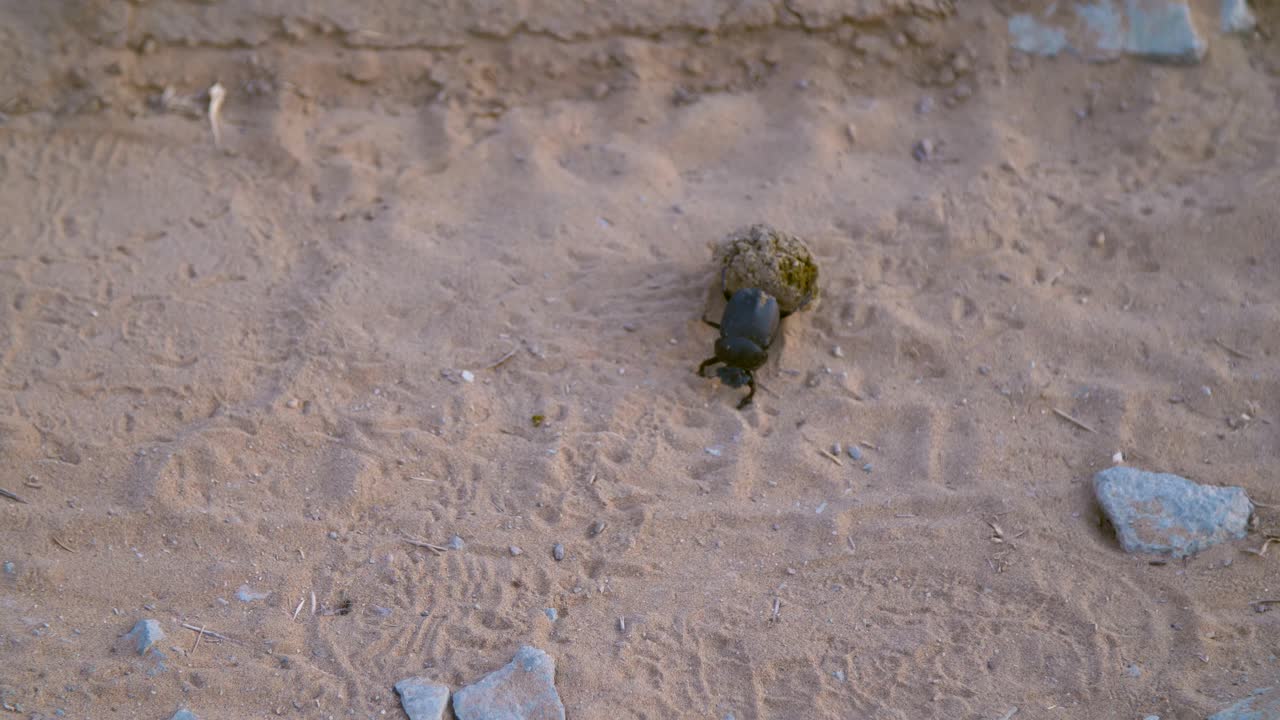 Dung Beetle Rolling Dung 02