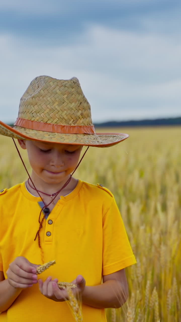 Cute kid among rural nature. Little Boy in straw hat and yellow t-shirt standing on agriculture field and breaking spikelets. Vertical video