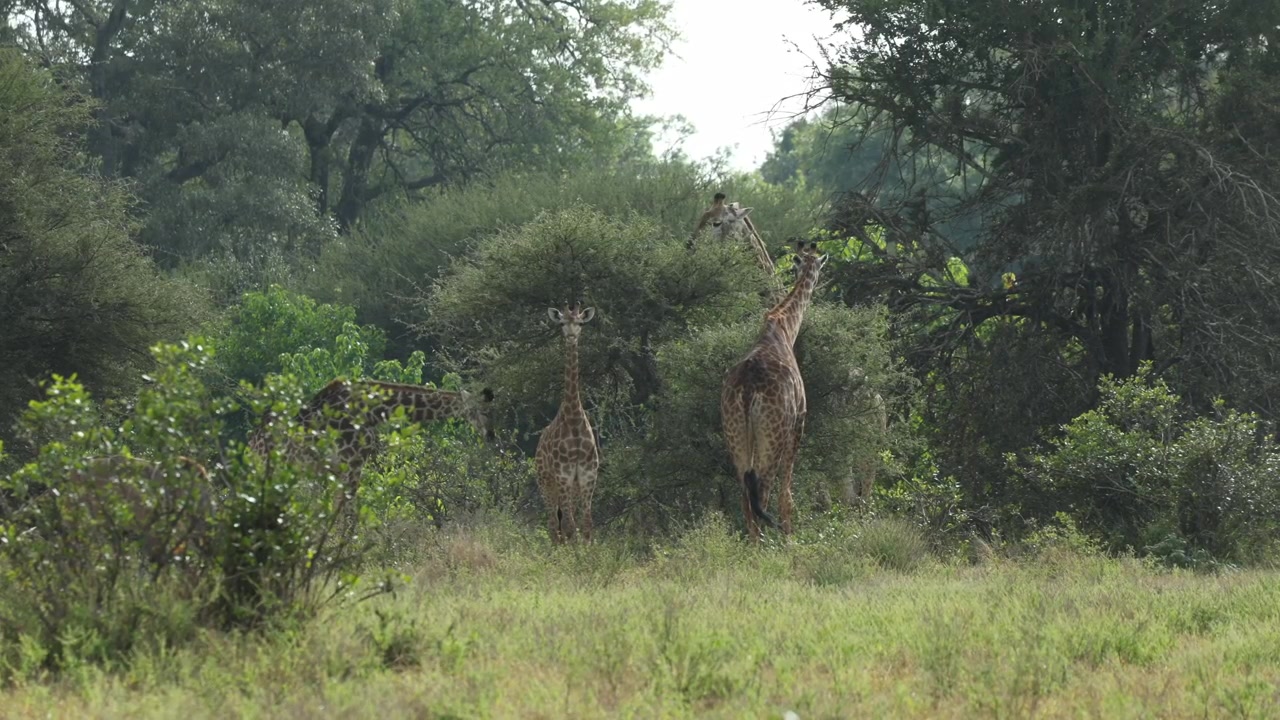 A herd of giraffes standing around a small tree and feeding on the leaves, Kruger National Park, South Africa.