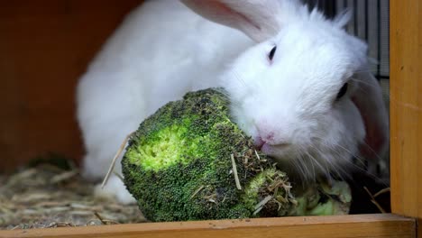 conejo hambriento llamado frankie comiendo brócoli