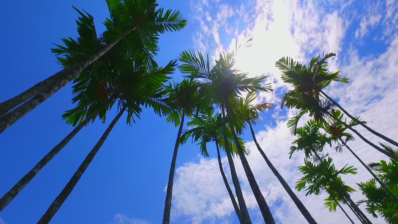 muy hermosa piscina de un complejo de lujo con palmeras de coco langkawi malasia