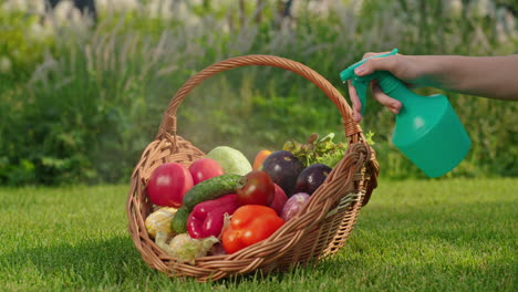 watering fresh produce in a garden basket