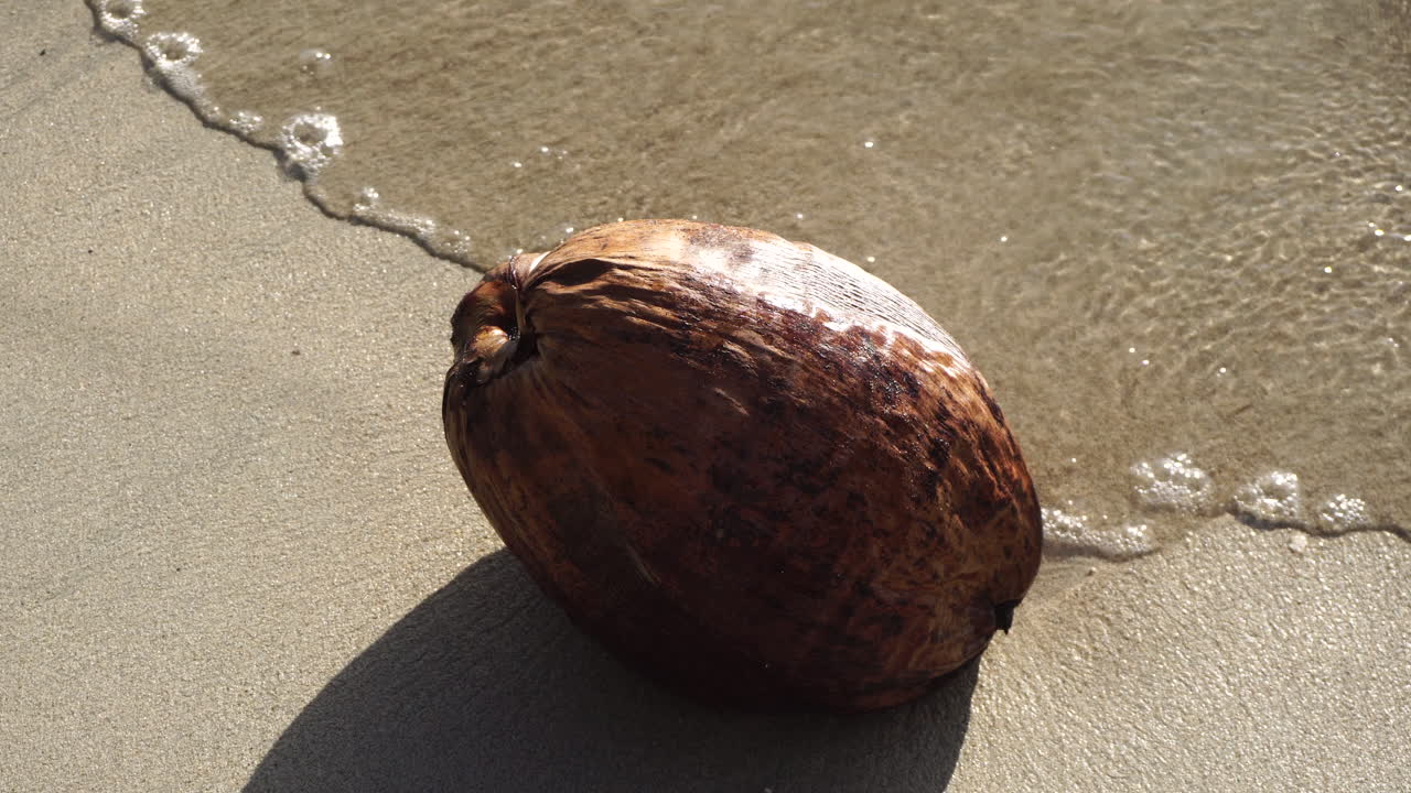 Fallen Coconut in Sand of Tropical Beach in French Polynesia, Close Up