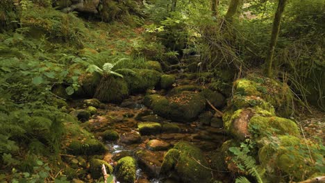 un arroyo que fluye rápidamente sobre un río rocoso en el bosque tropical