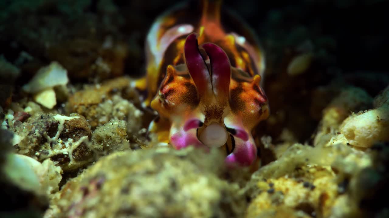 recién nacido juvenil bebé extravagante sepia 4k 25fps lembeh indonesia