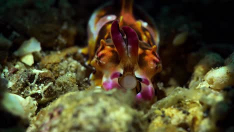 Neugeborenes-Jugendliches-Baby-Extravaganter-Tintenfisch-4k-25fps-Lembeh-Indonesien