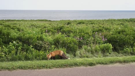 Fuchs,-Der-Am-Straßenrand-Läuft