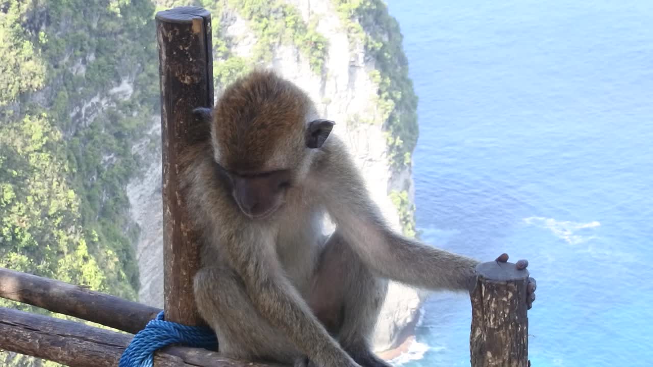 un mono se sienta relajado en la barandilla frente a la playa de kelingking, nusa penida, bali