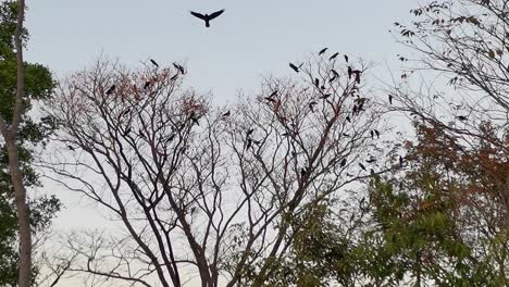 A-gathering-of-menacing-black-ravens-takes-to-the-sky,-creating-a-Halloween-ambiance