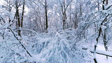 Snowy-branches-in-forest.-Winter-fairy-background