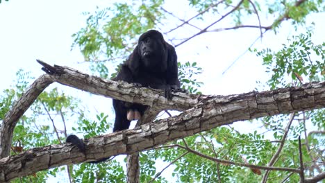 un magnífico ejemplar de mono aullador de manto, descansando sobre una rama