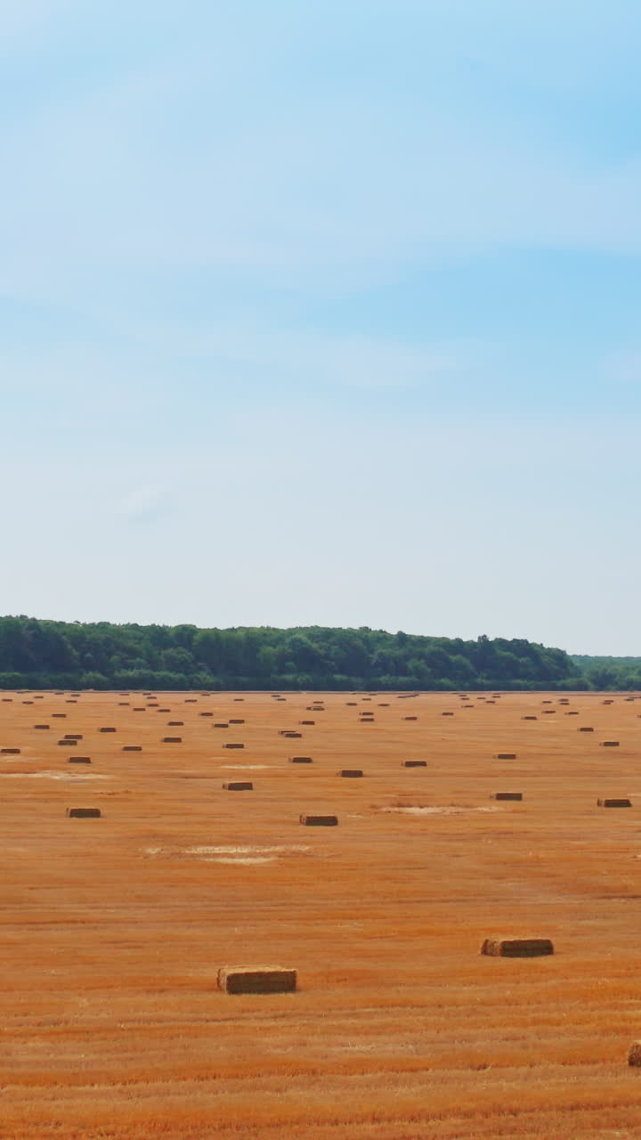 Contrasting mowed wheat field covered with rectangular hay bales. Green trees and blue sky backdrop. Vertical video