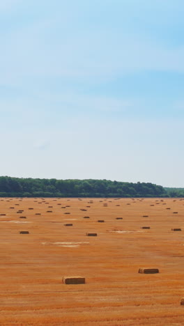 contrasting mowed wheat field covered with rectangular hay bales. green trees and blue sky backdrop. vertical video