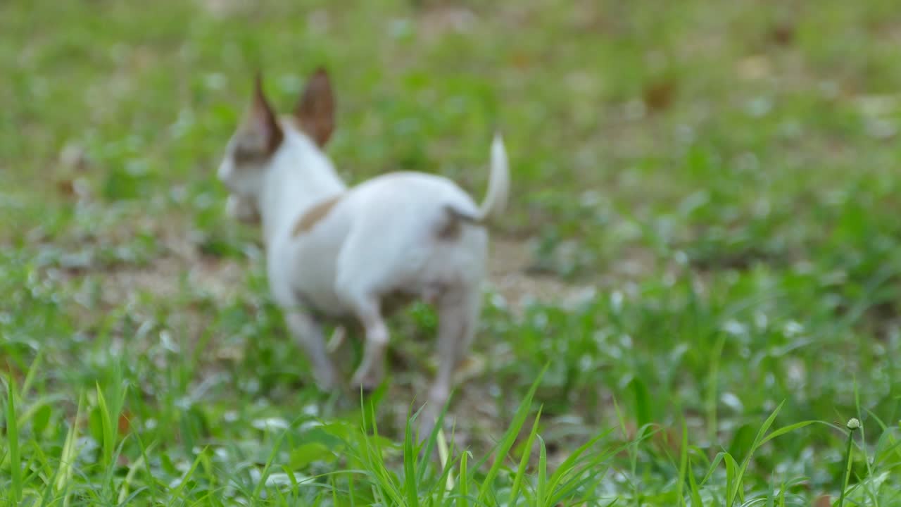 잔디 위 를 고 있는 치와와 개