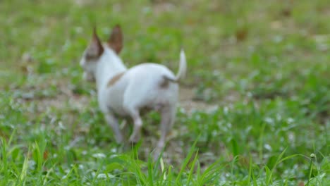 un perro chihuahua caminando por la hierba.