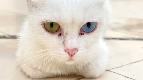 close up white khao manee kitty cat with gold brown blue different color eye in a safe relax portrait shot view