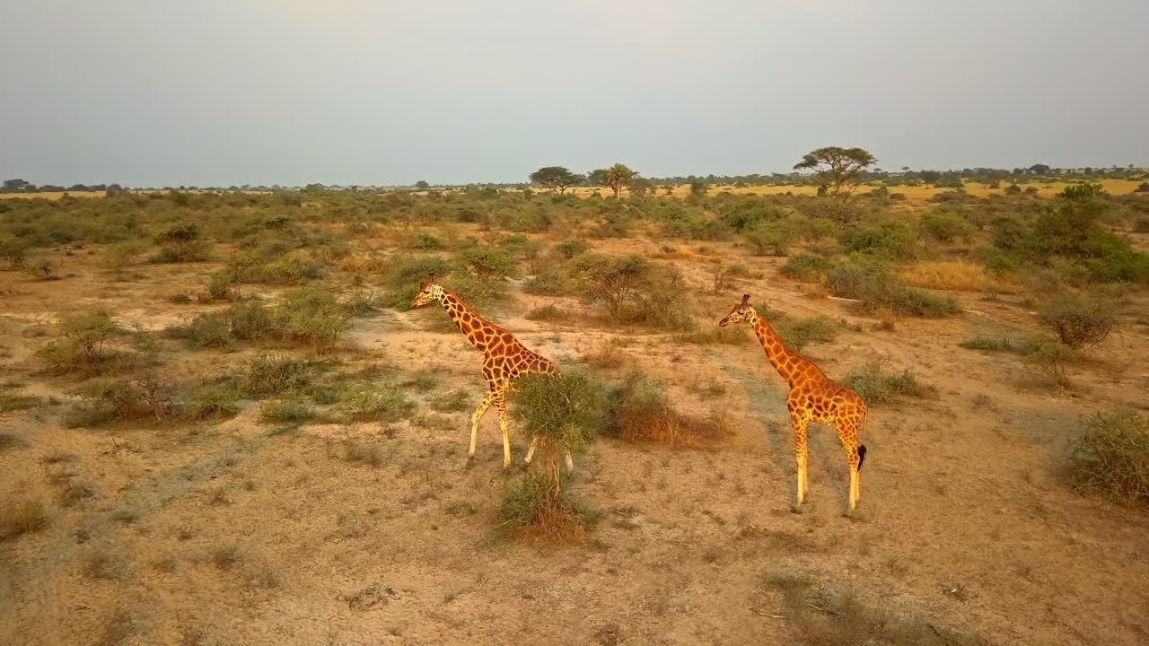Aerial shot shows two giraffes Giraffa camelopardalis walking and grazing among scattered bushes on dry African savanna in warm sunlight, their foraging and movement illustrating wildlife habitat