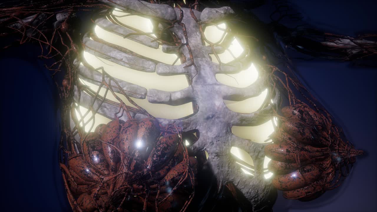 cuerpo humano con pulmones visibles