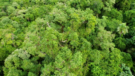 rosewood tree in the middle of the jungle