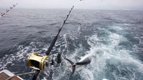 large tuna fish caught and tied on the boat sailing in adriatic sea in croatia