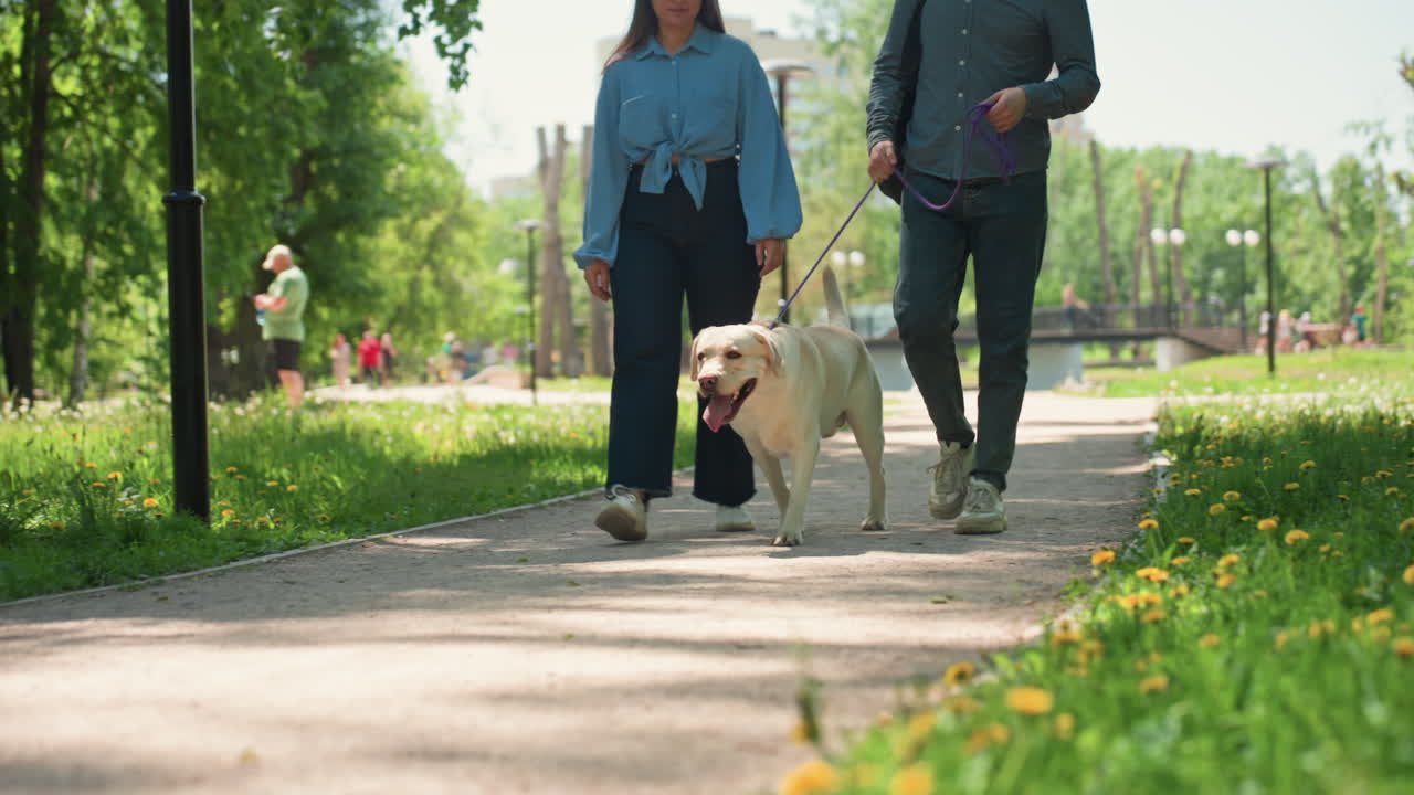 paseo con perro, caminata soleada con mascota y compañía, paseo tranquilo de fin de semana por un sendero sombreado con un amigo peludo, paseo sereno al aire libre entre árboles con un ser querido y un alegre perro labrador