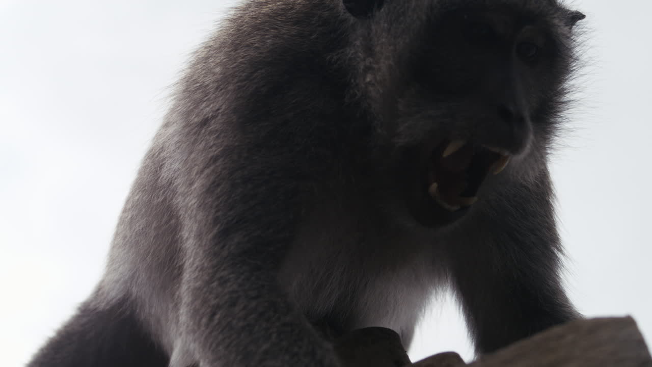 Slow motion close up of monkey with raised arm against sky background