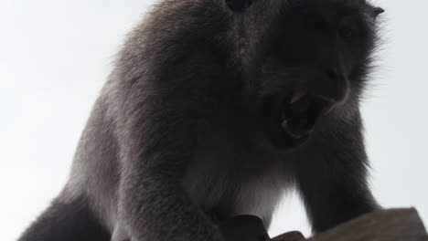 slow motion close up of monkey with raised arm against sky background