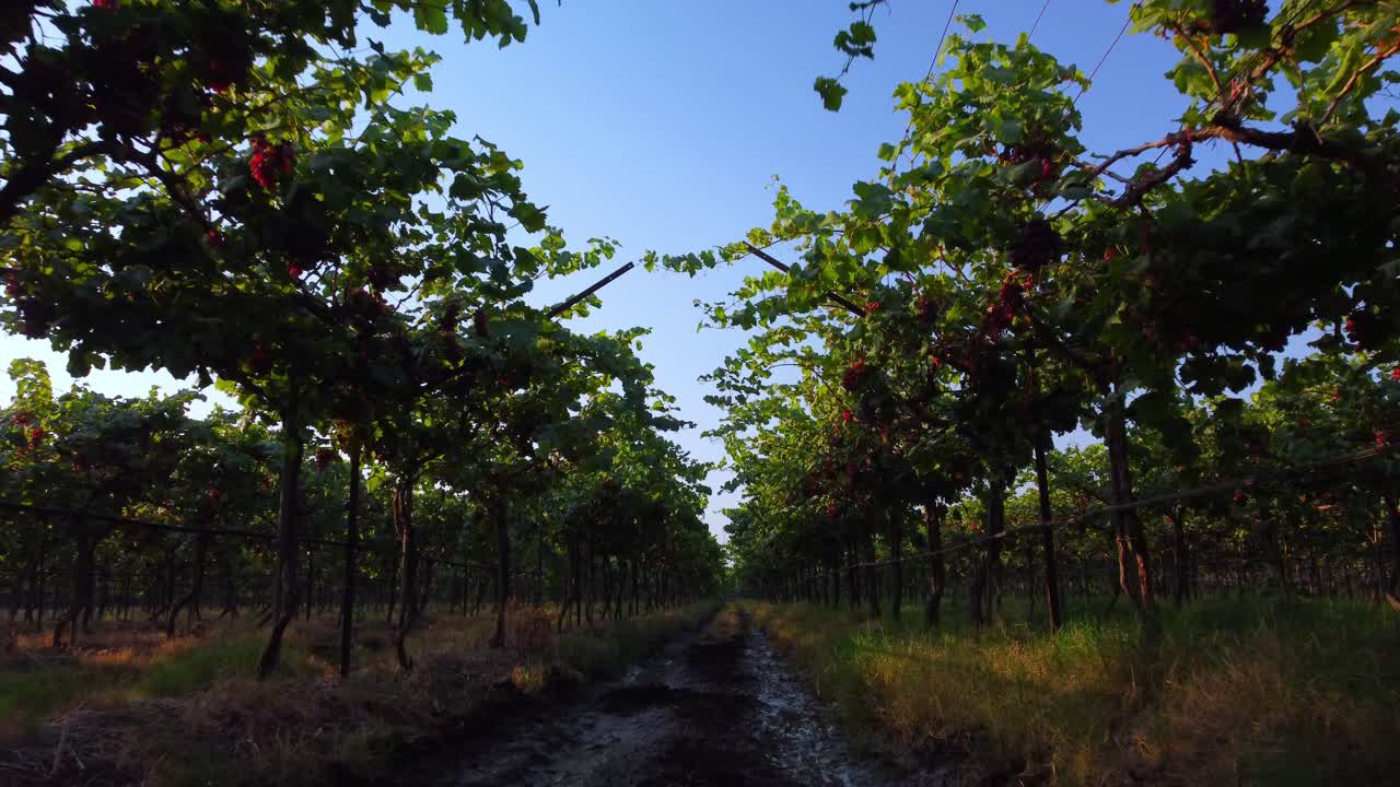Grape vineyard landscape in harvesting season, Gimbal shot, Nashik, Maharashtra, India