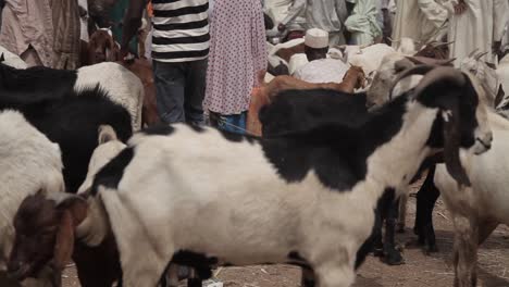 Farmers-market-in-northern-Nigeria