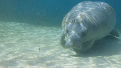 Seekuh-Schwimmt-Auf-Dem-Boden-Des-Sandbetts-In-Den-Florida-Springs