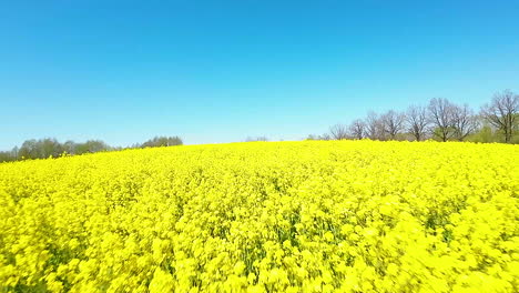 Campo-De-Colza-En-Flor-Verde-Amarillo-Brillante,-Carro-Aéreo-De-Bajo-Vuelo