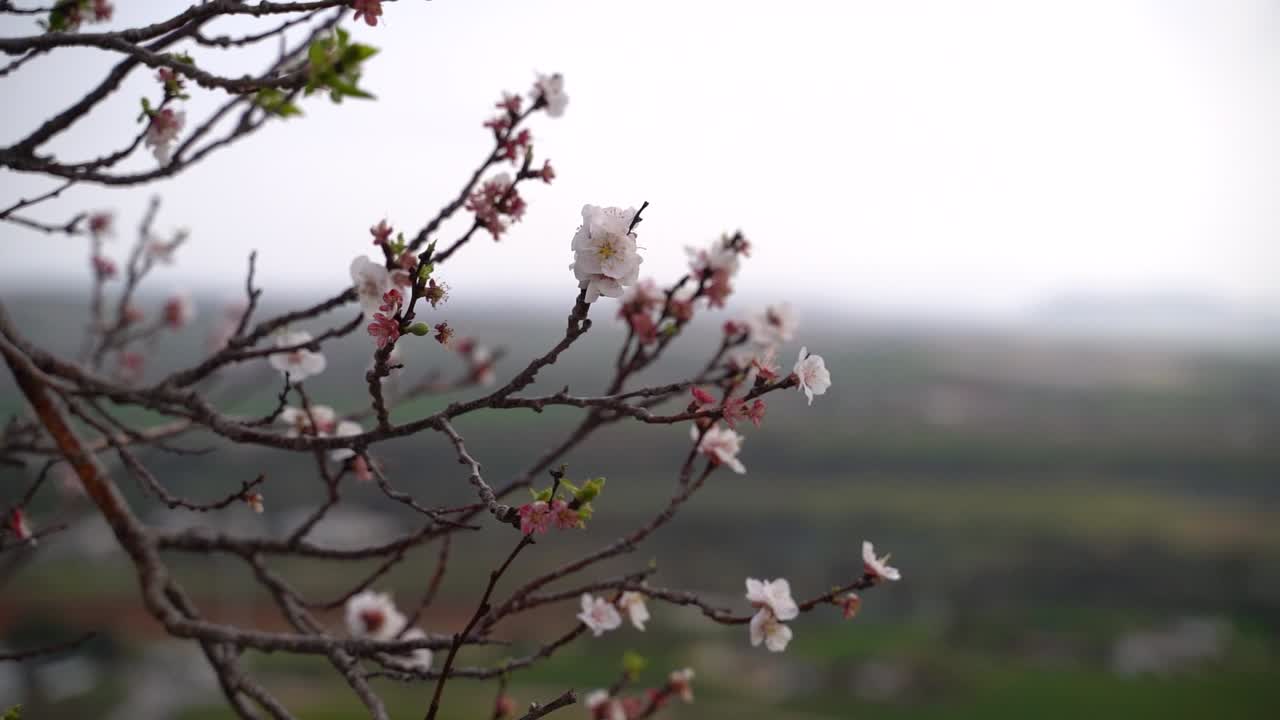 Fiori di ciliegio sakura che iniziano a sbocciare sull'albero con paesaggio sullo sfondo